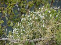 Saint Vincent les Forts (Ht Alpes)  Sarriette en fleurs