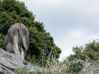 Saint Vincent les Forts (Ht Alpes)  Belle croupe n'est ce pas ?! ...