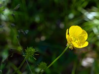 Au Sud de Valbelle - Flore  Bouton d'Or ...