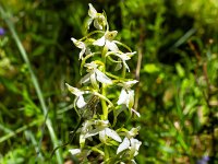Au Sud de Valbelle - Flore  Orchis à deux feuilles ...
