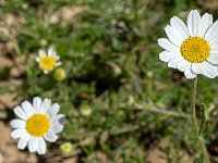 Au Sud de Valbelle - Flore  Petite marguerite 2/2 ...