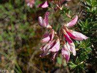 Au Sud de Valbelle - Flore  Rhododendron en début de floraison 1/2 ...