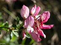 Au Sud de Valbelle - Flore  Rhododendron en début de floraison 2/2 ...