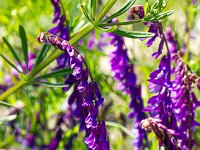 Au Sud de Valbelle - Flore  Vesce blanchâtre ...