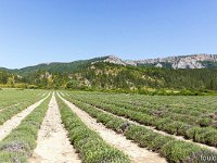 Au Sud de Valbelle  Champ de lavande. Au loin, les crêtes de Lure avec à gauche, le Pas de Peipin ...