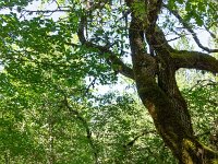 Au Sud de Valbelle  Le sous-bois ...