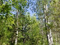Au Sud de Valbelle  Le sentier dans la forêt 2/3 ...