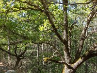 Au Sud de Valbelle  Chêne pubescent en bord de chemin ...