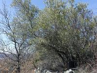 Village ruiné de Vière  Restanques le long du chemin