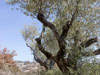 Village ruiné de Vière  A l'abandon du village, des restanques ont été bâties avec les pierres et des oliviers furent plantés. Tout fut abandonné à la fin du XIXe siècle et la nature a depuis repris ses droits