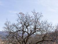 Village ruiné de Vière  Chêne pubescent au Sud du village