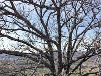 Village ruiné de Vière  Chênes pubescents au Sud du village