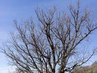 Village ruiné de Vière  Chêne pubescent au Sud du village