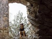 Le Château  Gecko, le chien de mon fils s'inquiète de ma voir au fond de la cave ! ...