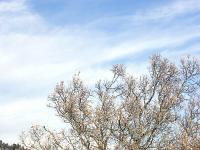 Châteauneuf-Val-St-Donat - Vieux village  Chêne séculaire à l'orée d'un pré au Sud du village