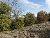 Châteauneuf-Val-St-Donat - Vieux village  L'environnement au Sud du village. Garrigue et chênes verts