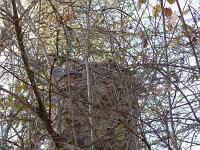 Le Vieil Eyguians  Ruine dans les branchages ...