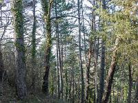 Le Vieil Eyguians  Chemin dit de ronde. Celui-ci fait le tour de la butte sur laquelle se trouve le village et ou devaient être les remparts aujourd'hui disparus, sauf un petit tronçon à l'Est du village près de l'église ...