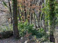 Le Vieil Eyguians  Vue sur quelques pierres tombales ...